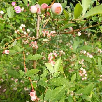 ブルーベリー,観葉植物,低木果樹,スノキ属,庭のブルーベリーの画像