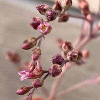 フミリス,花芽,多肉植物,多肉のお花✨,成長記録の画像