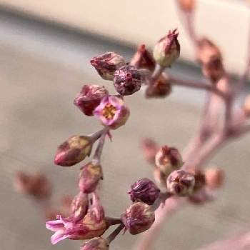 フミリス,花芽,多肉植物,多肉のお花✨,成長記録の画像