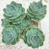 七福神,素敵なフォルム,ボタニカルライフ,いい眺め〜。,DIYのある暮らしの画像
