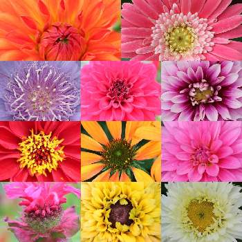おうち時間,お庭のお花,ナチュラルガーデン,GSのみなさんに感謝♡,おうち園芸の画像