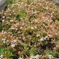 パリダム,山形,開花,多肉ちゃん,植中毒の画像
