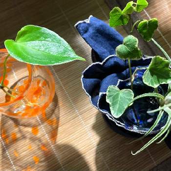 グラジオラス,球根植物,水栽培,初心者,インドアグリーンの画像