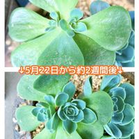七福神,多肉植物,観察日記,今日の一枚,胴切りの画像