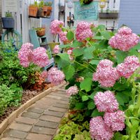 アジサイ,植物のある暮らし,ありがとう♡,プチDIY,おうち園芸の画像