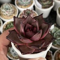 ロメオ,多肉中毒,多肉植物,みどりのある暮らし,socio succulentの画像