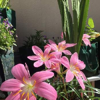 ゼフィランサス,開花,球根,季節の花,ベランダガーデニングの画像