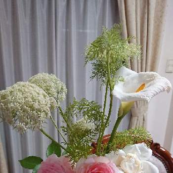 バラ 新雪,バラ　ピエール・ドゥ・ロンサール,カラー,ニンジンの花,バラ　ピエールドゥロンサールの画像