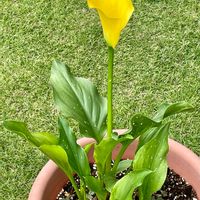 カラー,花のある生活,黄色い花,ビタミンカラー,芝生の庭の画像