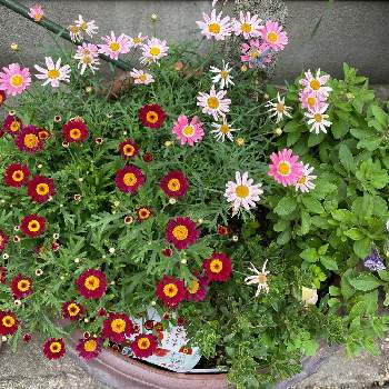 ボンザマーガレット,マーガレットストロベリーホイップ,マーガレット,ピンクの花,プランターの画像
