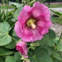 タチアオイ,花のある暮らし,平和を願う☆,植物がある暮らし,あっ火曜日の画像