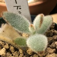 カランコエ,プレーリードッグ,多肉植物,部屋の中,緑のある暮らしの画像