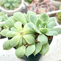 エケベリア 雪花,成長記録 雪花,エケベリア大好き,多肉男子,初心者タニラーの画像