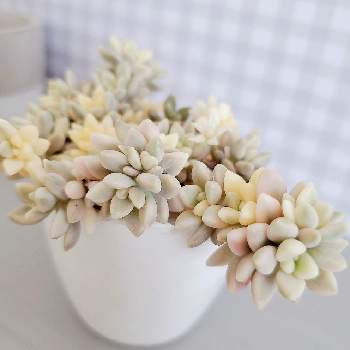 開花,多肉植物,多肉植物のある暮らし,ミリナエ錦。の画像