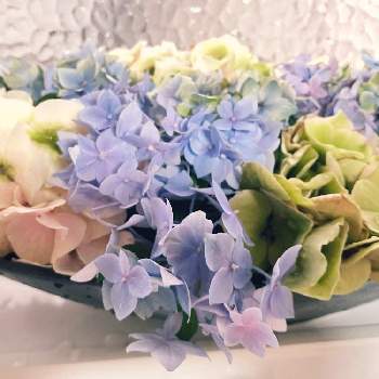 紫陽花,あじさいフォトコンテスト2023,キッチンの画像
