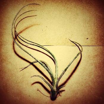 tillandsia pseudobaileyi ,観葉植物,植物のある暮らし,癒し,エア―プランツの画像