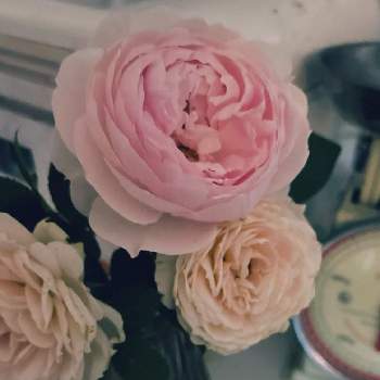 クリスティアーナ,クラリス,備忘録,我が家のクリスティアーナさん,ばら バラ 薔薇の画像