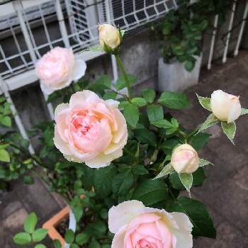 開花,キュンキュン乙女倶楽部,癒される♡,ばら バラ 薔薇,毎日ローズショーの画像