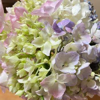 紫陽花,あじさいフォトコンテスト2023,キッチンの画像