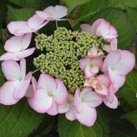 ガクアジサイの画像