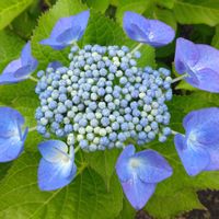 ガクアジサイの画像