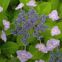 ガクアジサイの画像