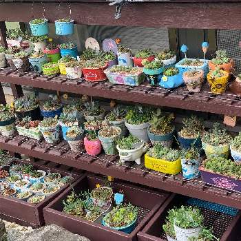 多肉植物,モルタル造形,癒しの時間,my garden,寄せ植えの画像