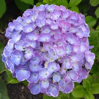 紫陽花,寝室の画像