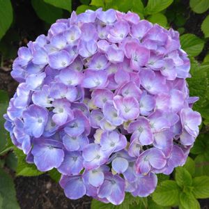 紫陽花,寝室の画像