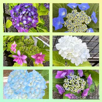 紫陽花,開花,紫陽花が好き♡,紫陽花 アジサイ あじさい,ガーデニング初心者の画像