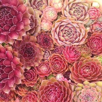 多肉屋敷,多肉植物,観葉植物,sempervivum, センペルビウムの画像