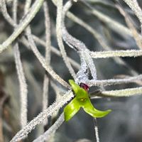 まりおさんのウスネオイデス✨,まりおさんのティランジア,我が家のチランジア,植物のある暮らし,エアープランツ☆の画像
