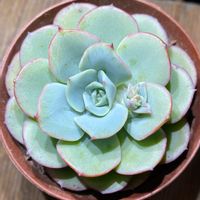 ピーチアンドクリーム,多肉植物初心者,多肉植物,ムチムチ多肉,多肉ちゃんの画像