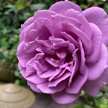 カインダブルー,開花,ばら バラ 薔薇,薔薇挿し木,小さな庭の画像
