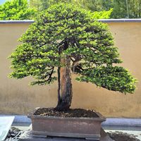 国営昭和記念公園,樹木,芸術的,小さな世界,盆栽の画像
