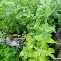 ペパーミント,パセリ,ミツバ,ハーブ,地植えの画像