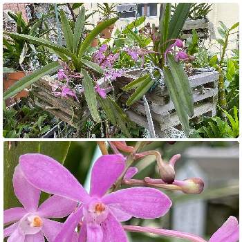 アスコフィネチア　チェリーブロッサム,バンダ チェリーブロッサム,開花中,洋ラン栽培,ピンクの花の画像