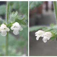 レモンバーム,ハーブ,おうち園芸,鉢植え,花のある暮らしの画像