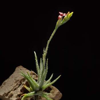 Tillandsia spiralipetala,エアプランツ チランジア,エアプランツ   ティランジア,エアプランツ, チランジアの画像