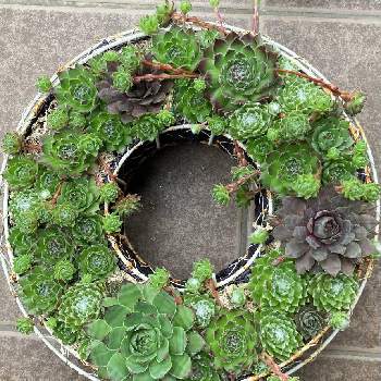 センペルビウム,多肉植物,リース,広い庭の画像
