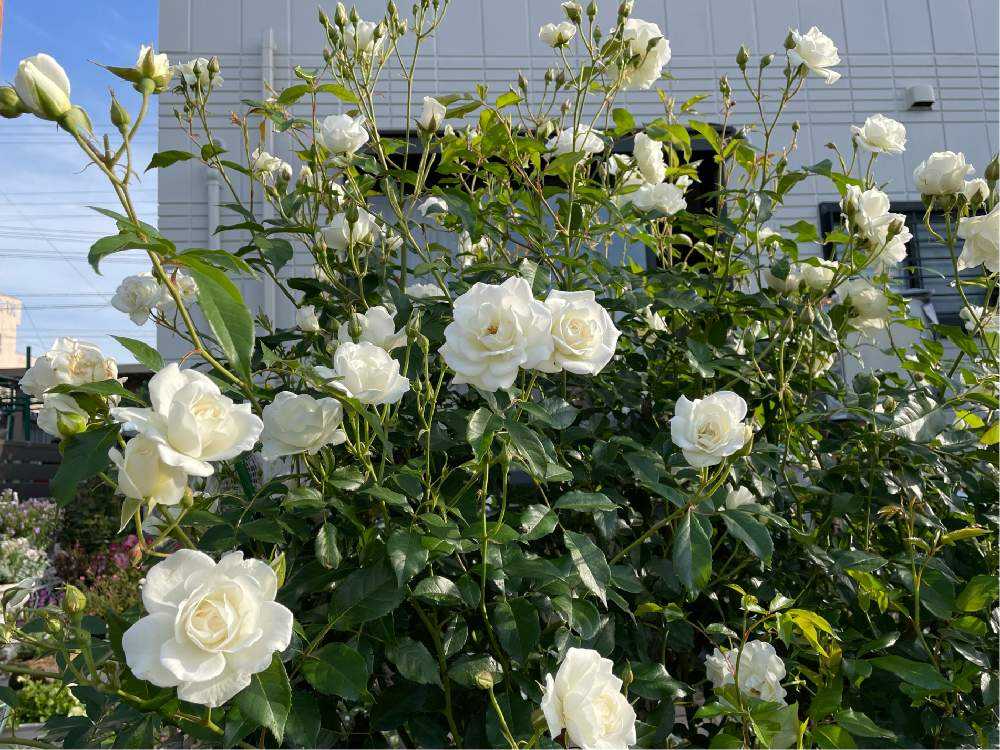 我が家の庭の薔薇と一緒に似合う☘️宿根草と挿し木枝とハーブ 我が家の庭の薔薇と一緒に似合う☘️宿根草と挿し木枝とハーブ