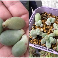 星美人,多肉植物,パキフィツム属 星美人,ムチムチ多肉,狭い庭の画像