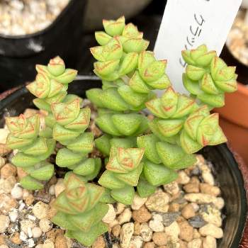 小米星,新入りさん,多肉植物,クラッスラ属,棚の画像