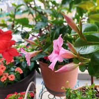 サンパラソル ミルキーピンク,寄せ植え,ベランダガーデニング,おうち園芸,季節のお花の画像