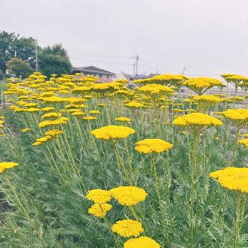 キバナノコギリソウ,小川農園,満開,ドライフラワー にする。,ノコギリ草の花の画像