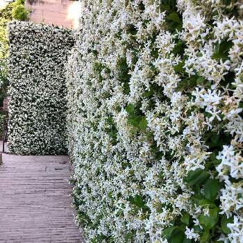 テイカカズラ,清楚,庭園,良い香り,白い花の画像