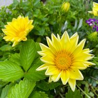 ガザニア,バルコニーガーデニング,ベランダガーデニング,夏のお花,緑のある暮らしの画像