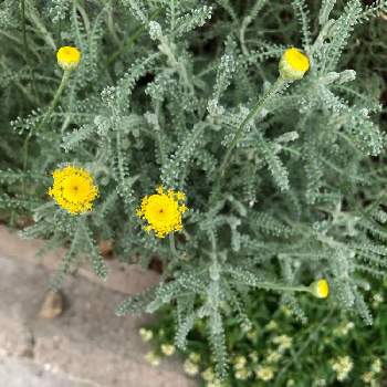 サントリナ,アリッサム,小花好き,地植え,花壇の画像