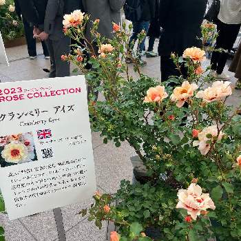 バラ　クランベリーアイズ,バラを楽しむ,ガーデンネックレス横浜2023コンテスト,横浜市役所,お出かけ先の画像