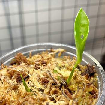 マドカズラの茎伏せ, マドカズラ,棚の画像